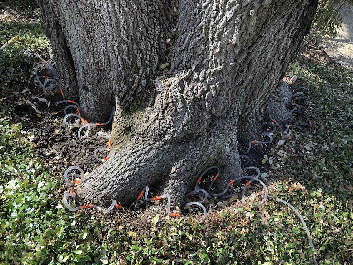Detailed Tree Cabling and Bracing job site in Lost Springs