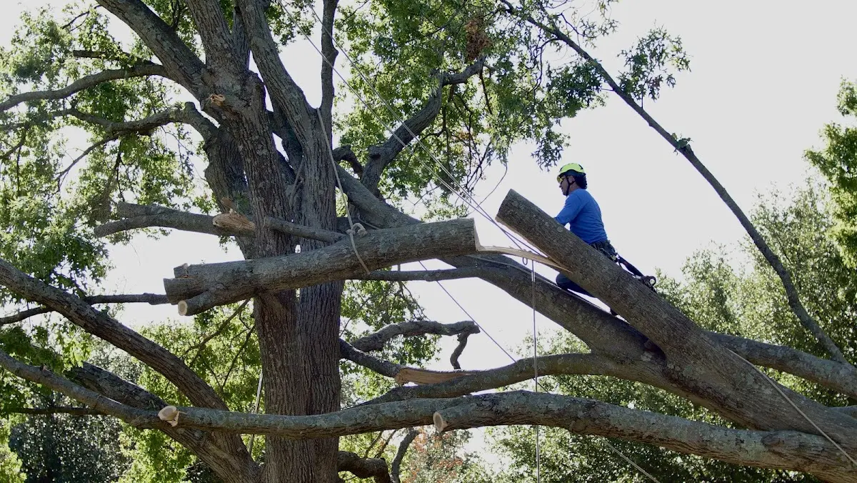 Professional Crown Thinning performed by certified arborists in Lost Springs